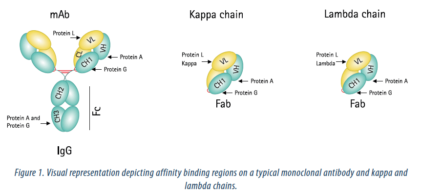 Protein A Affinity Chromatography for Efficient Fab Purification