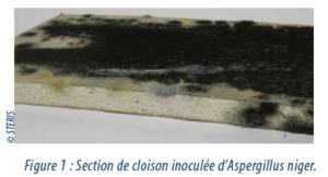 salles propres : section de cloison inoculée d'aspergillus niger