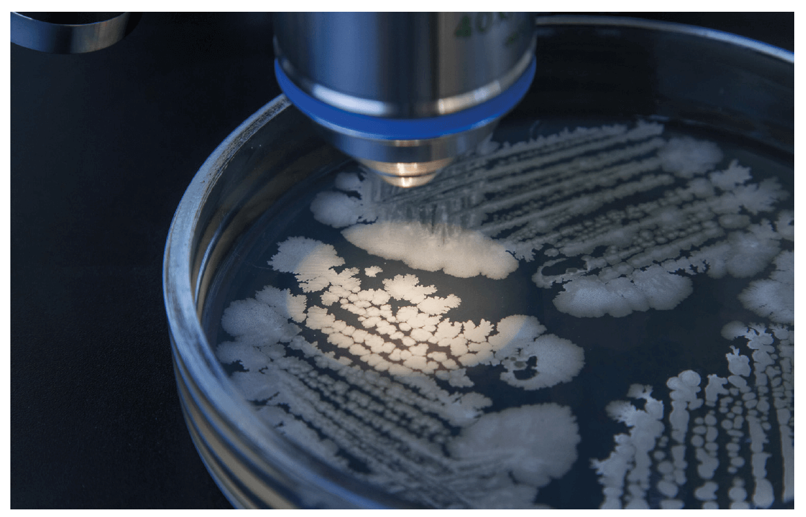 Bacterial Spore Formers in Disinfectant Efficacy Testing - A3P ...